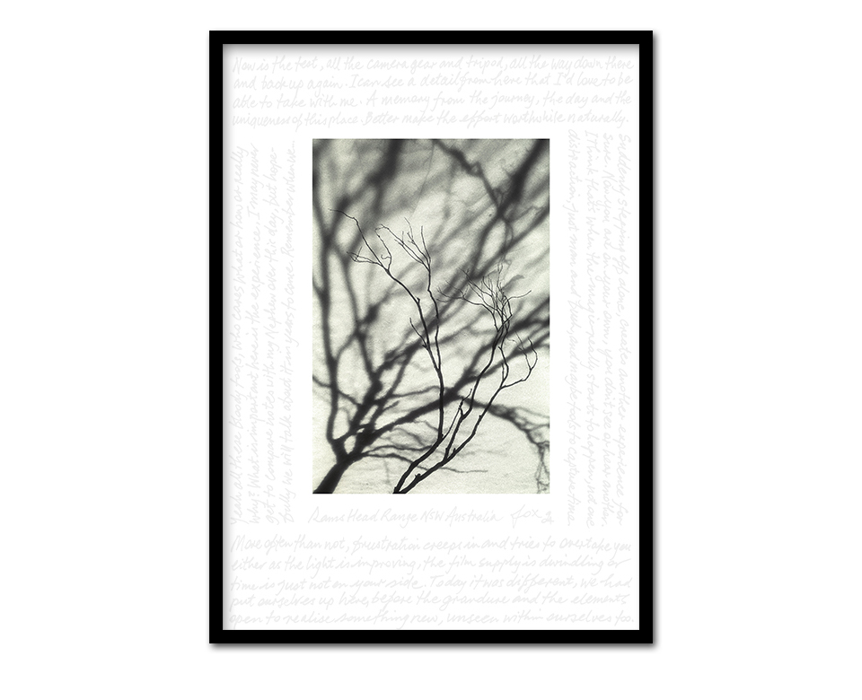 Shadows & Branch
