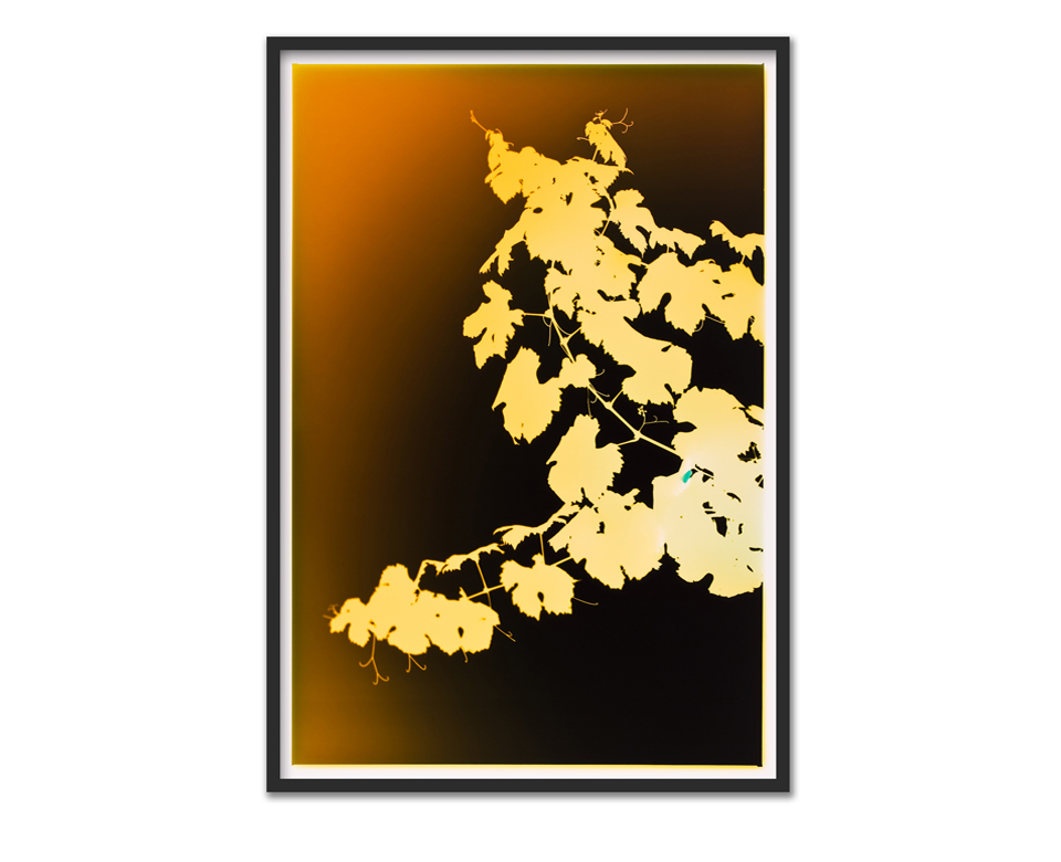 Vinogram ~ 75x110cm