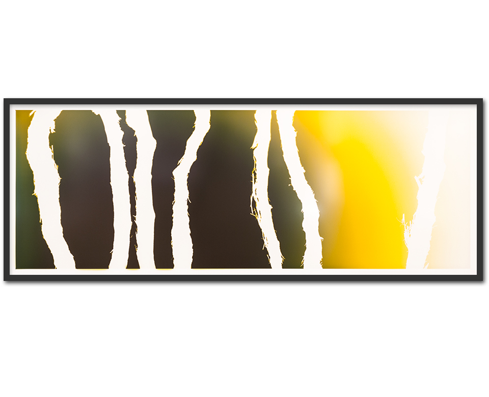 Vinogram ~ 200x75cm